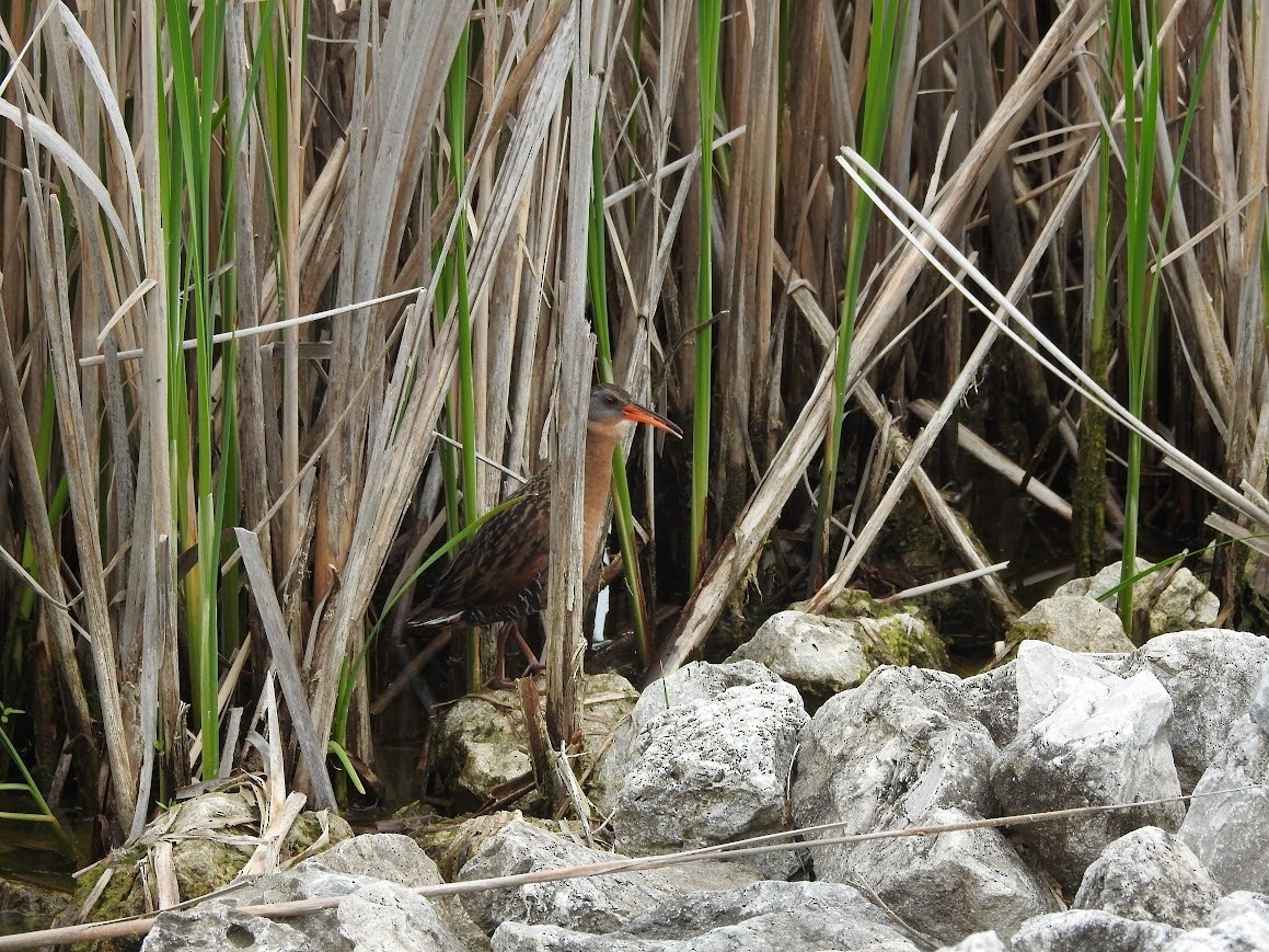 Virginia Rail - Shannon Kane