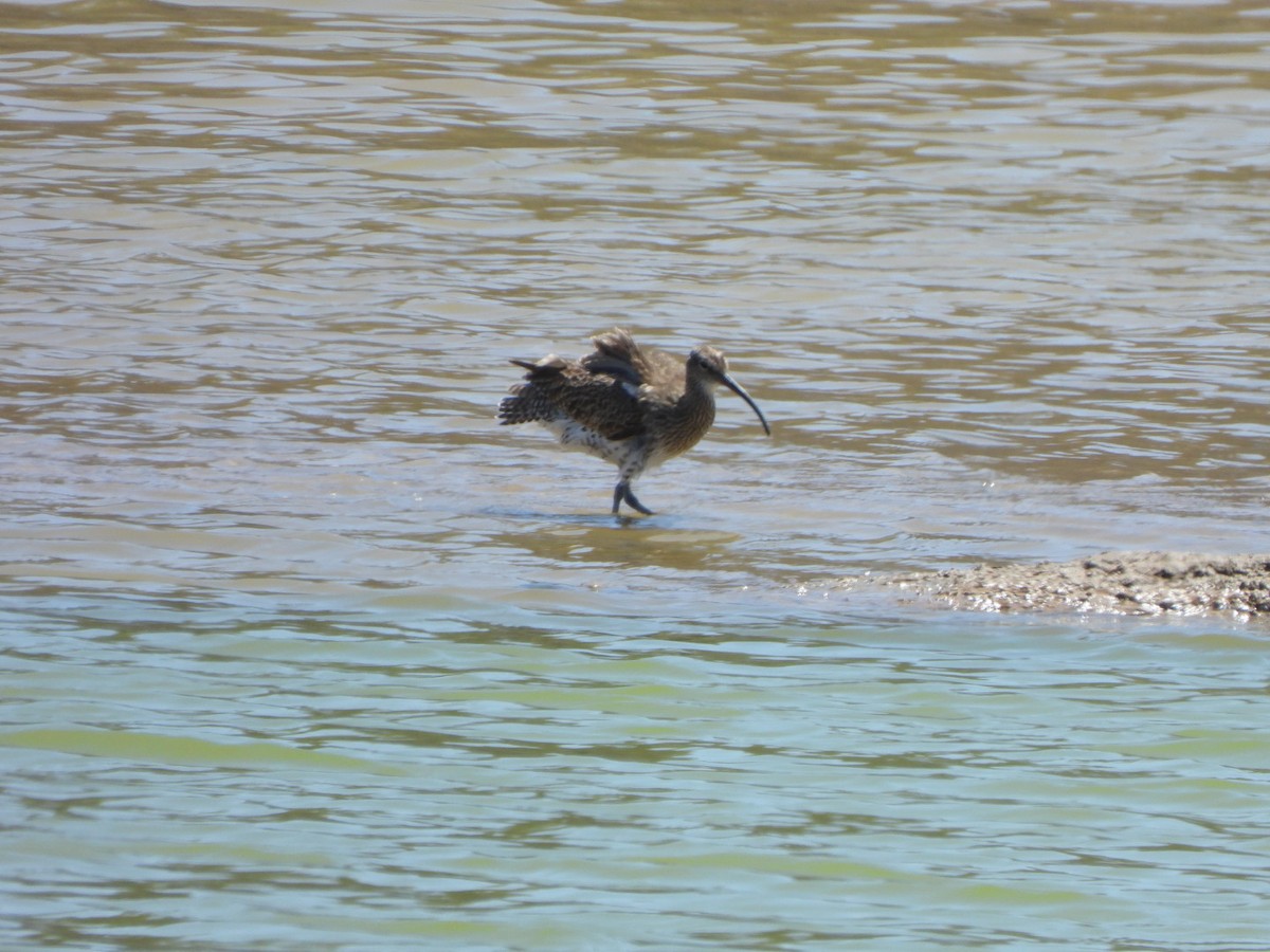 Eurasian Curlew - Miguel Hernández Santana