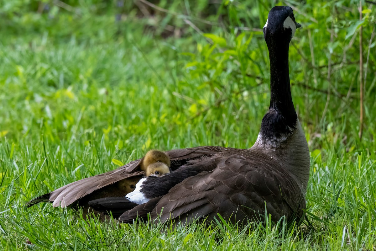 Canada Goose - Caleb Myers