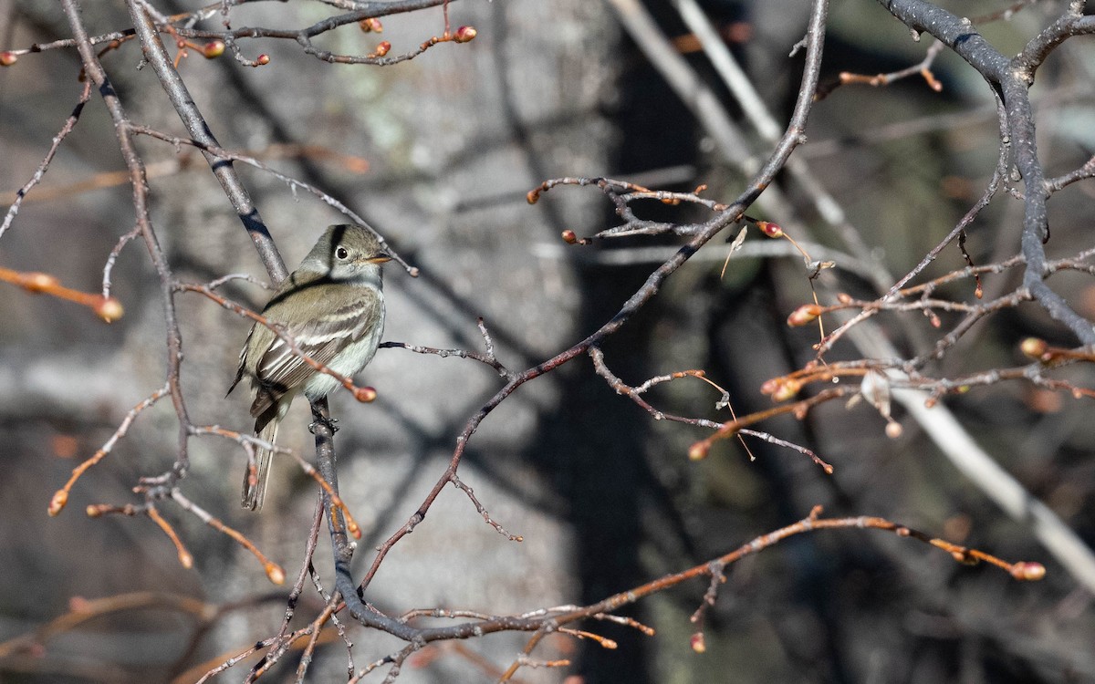 Least Flycatcher - Vincent Giroux