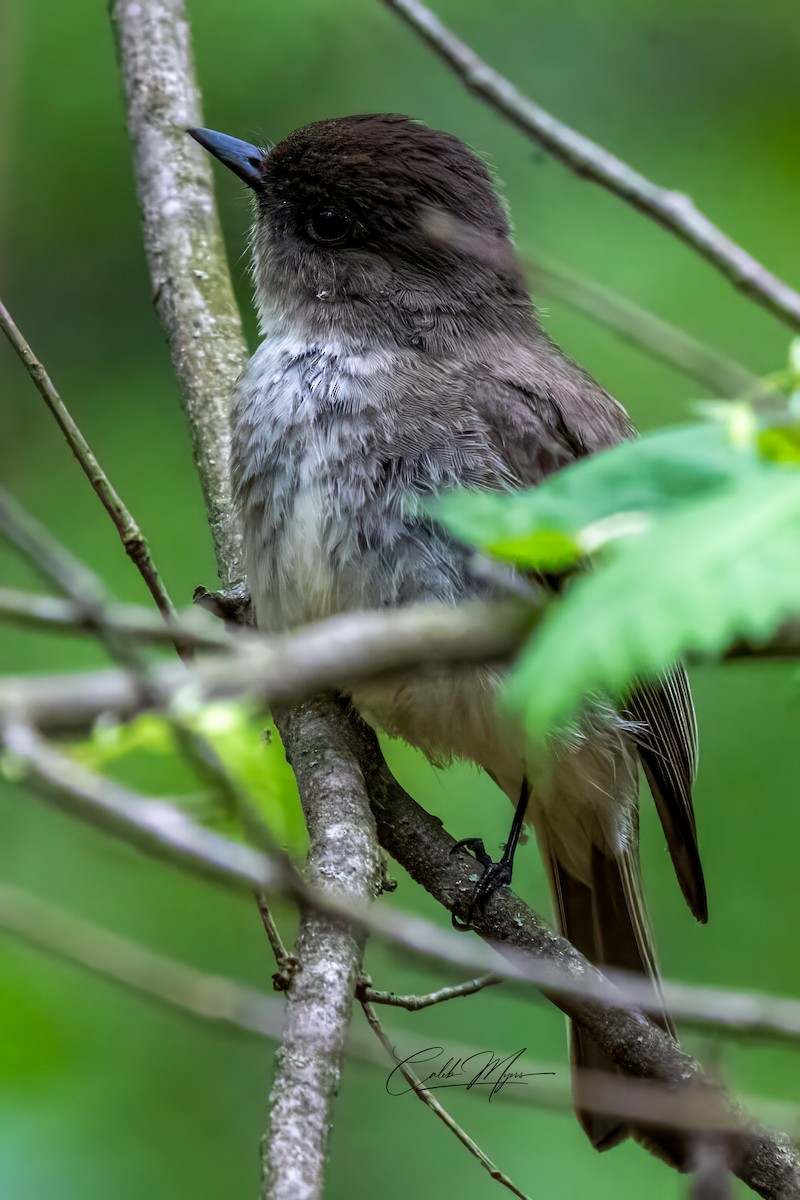 Eastern Phoebe - Caleb Myers