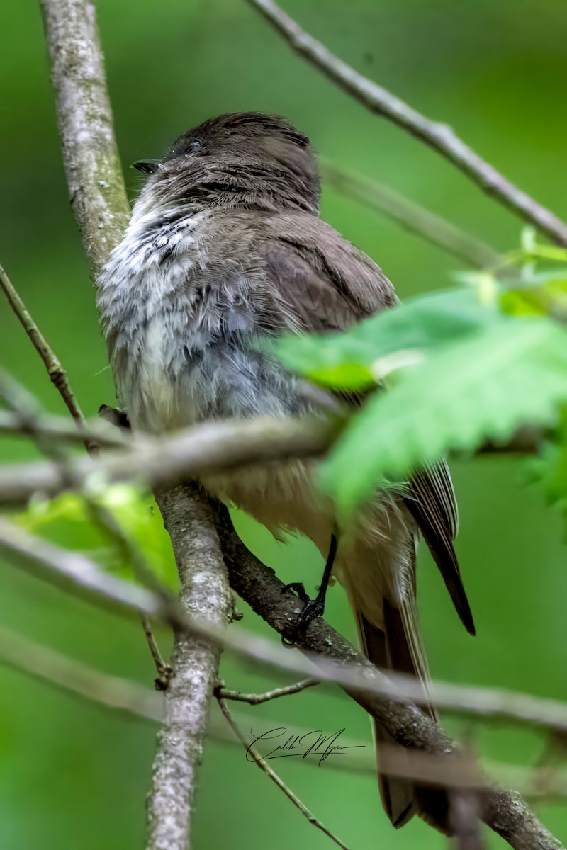 Eastern Phoebe - ML618891648