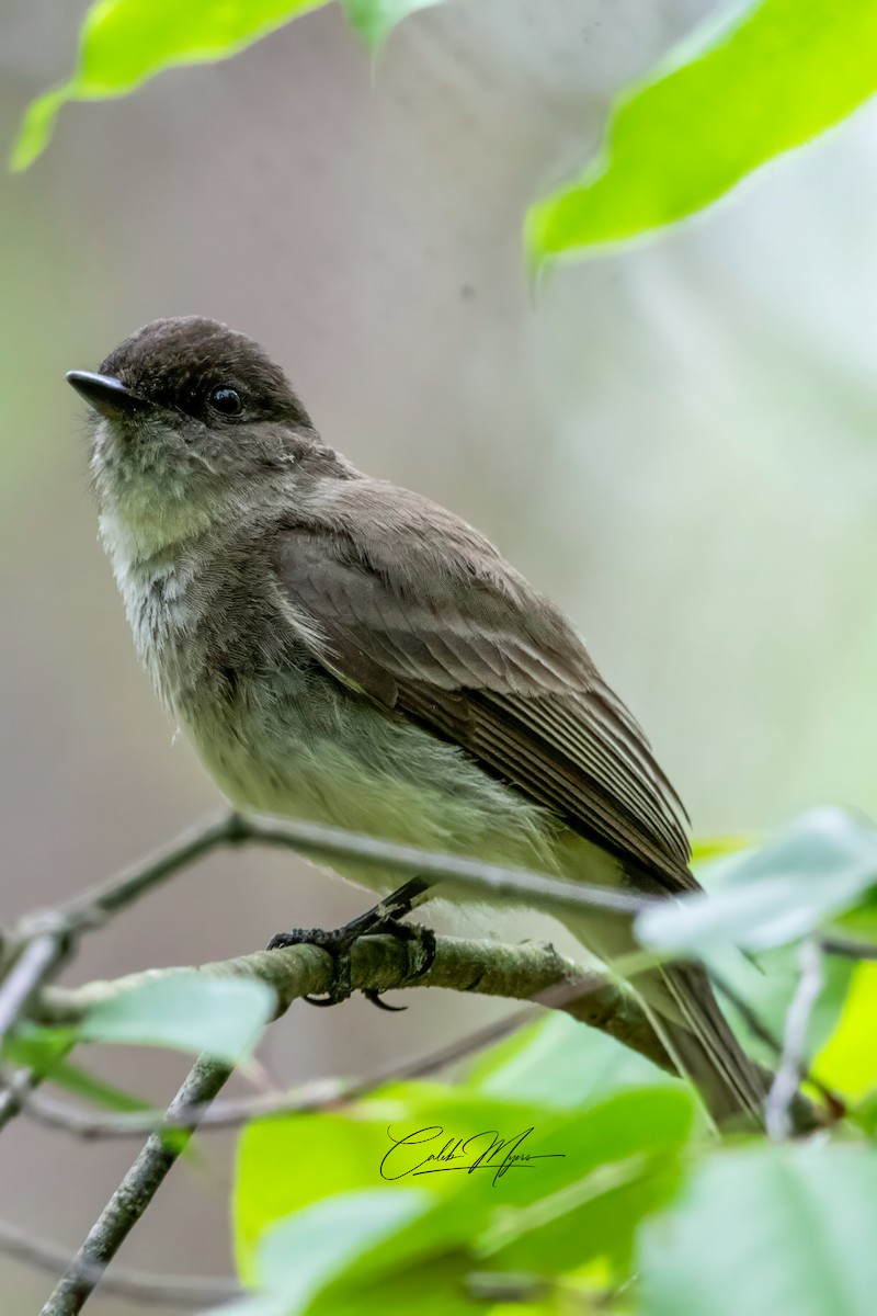 Eastern Phoebe - ML618891650