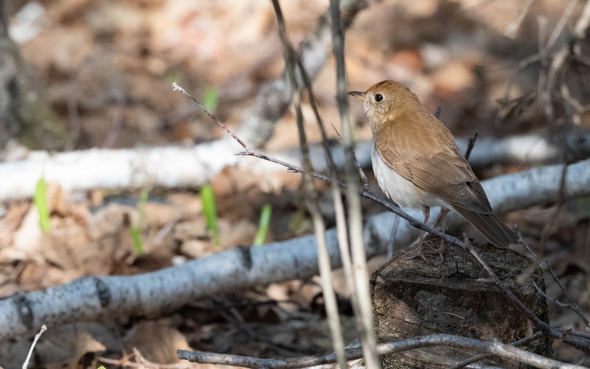 Veery - Vincent Giroux