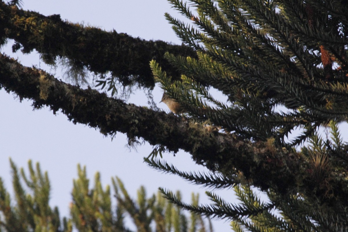 Araucaria Tit-Spinetail - Juliana Hiendlmayer