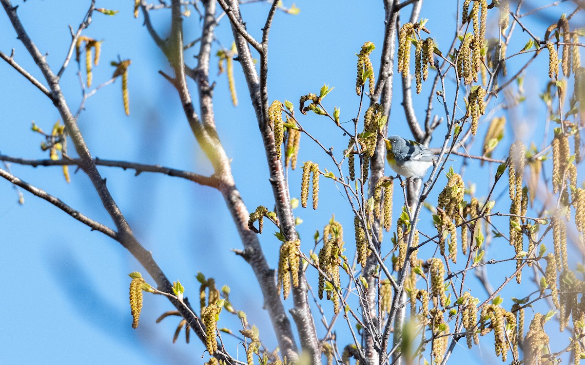 Northern Parula - Vincent Giroux