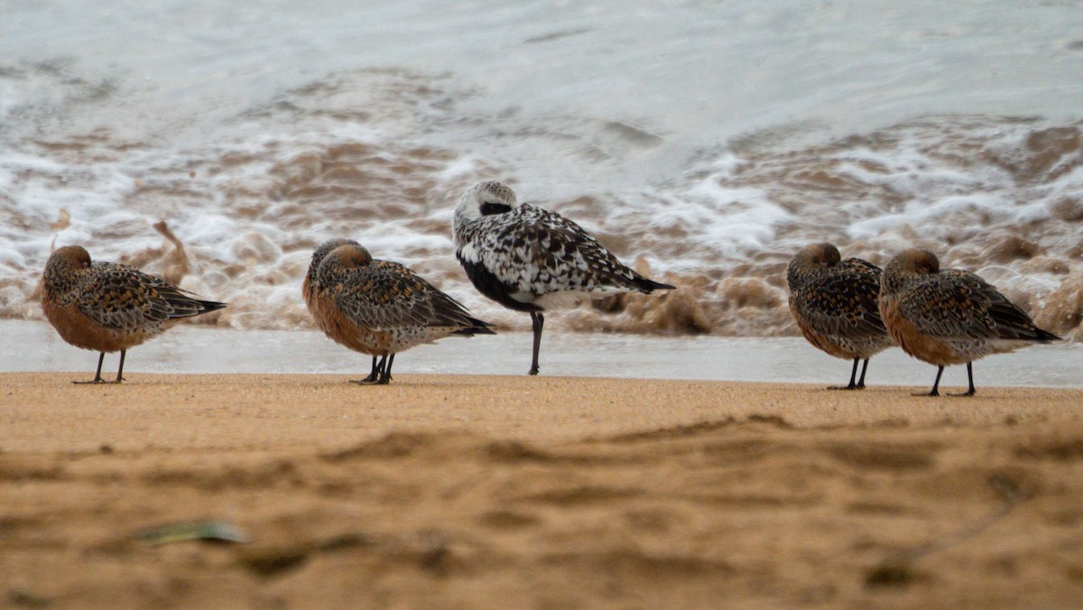 Red Knot - ML618891664