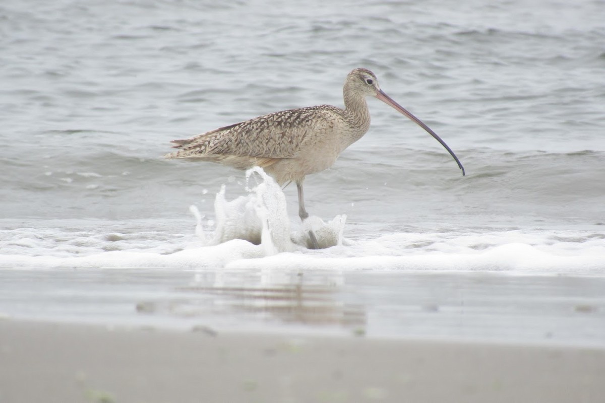 Long-billed Curlew - Marcus Stephens