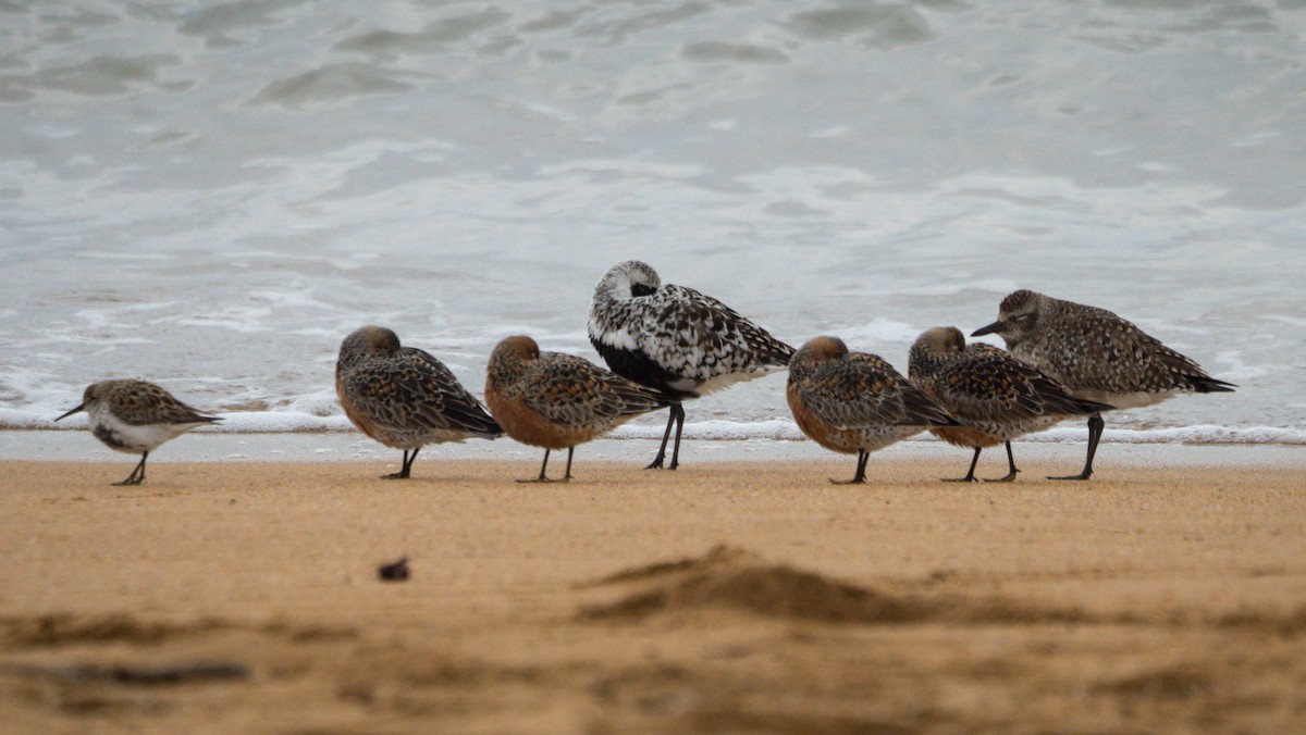 Red Knot - ML618891672