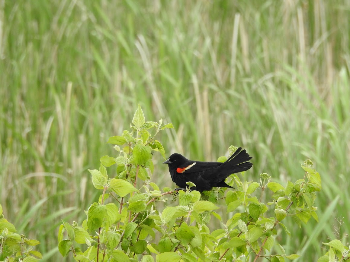 Red-winged Blackbird - ML618891680