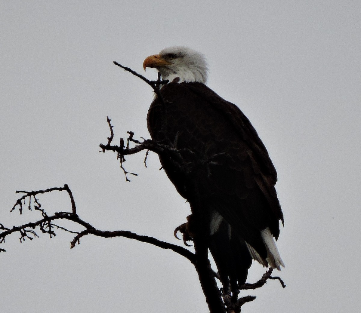 Bald Eagle - ML618891719