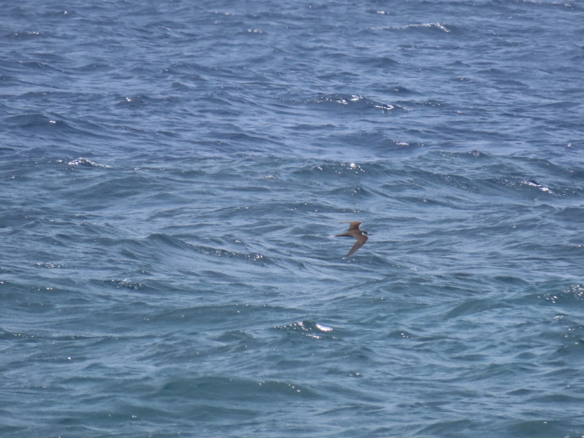 Sooty Tern - robert wellens