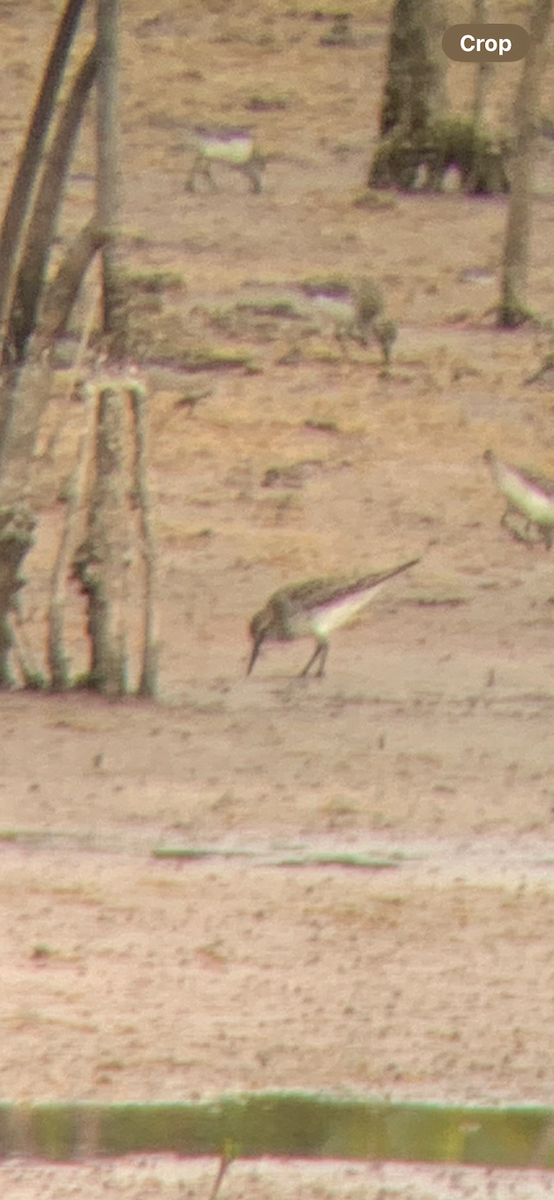 White-rumped Sandpiper - Tom Marvel