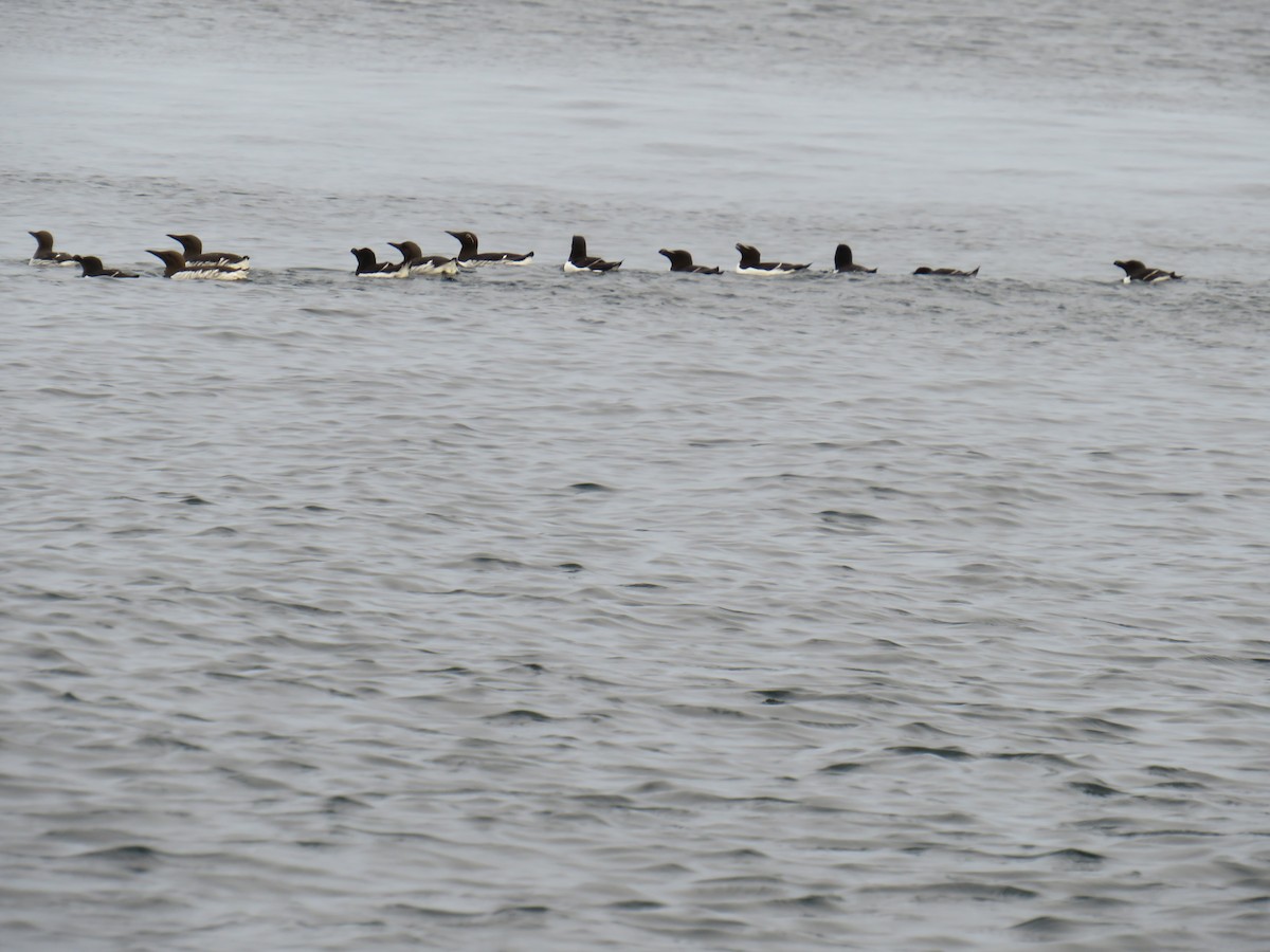 Common Murre - Sally Bergquist