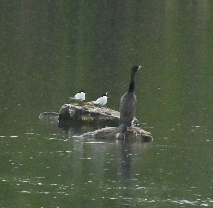 Common Tern - ML618891729