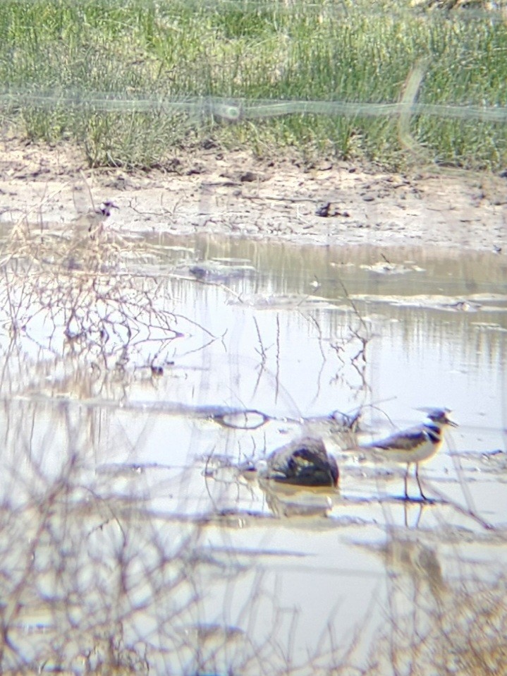 Semipalmated Plover - ML618891730