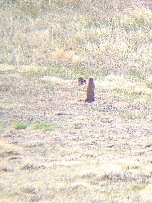 Burrowing Owl - Dustin Kohler