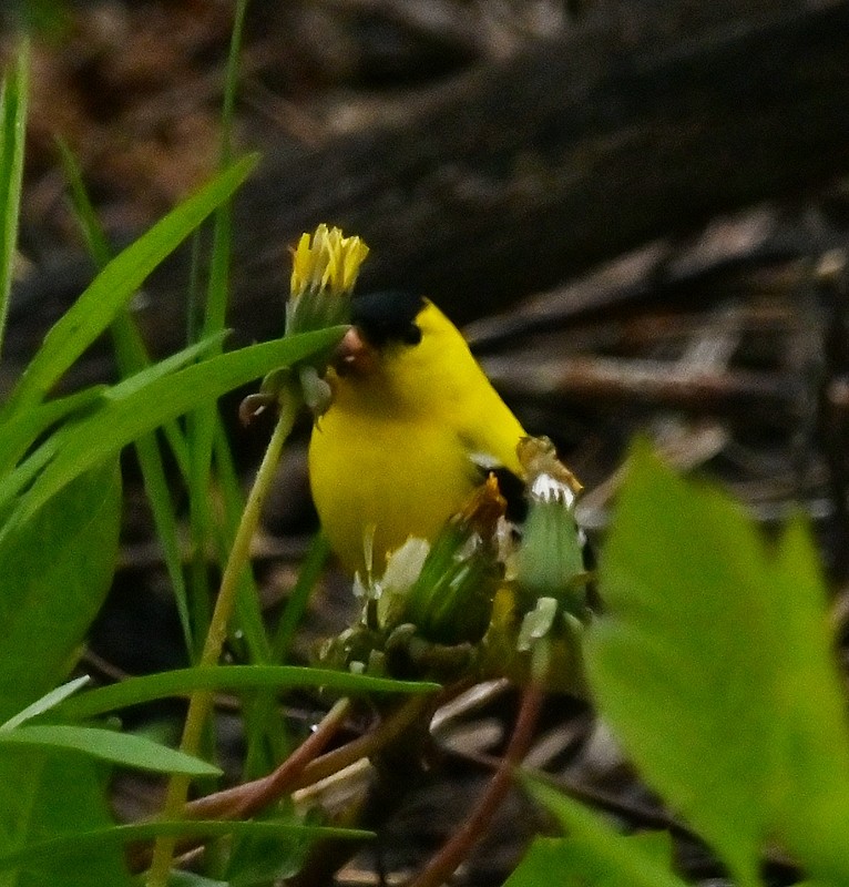 American Goldfinch - Regis Fortin