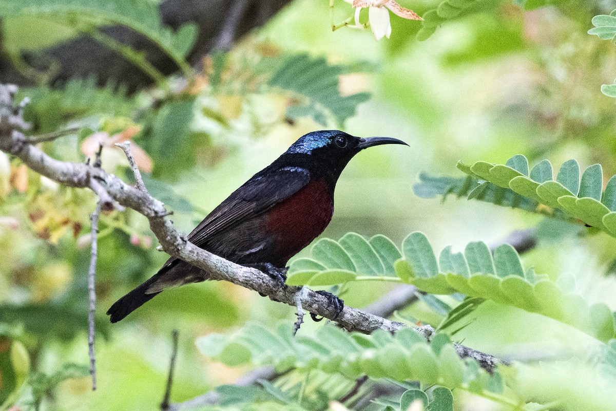 Van Hasselt's Sunbird - Wachara  Sanguansombat