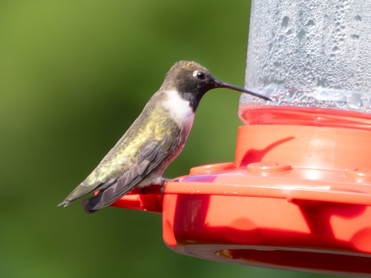 Colibri à gorge noire - ML618891756