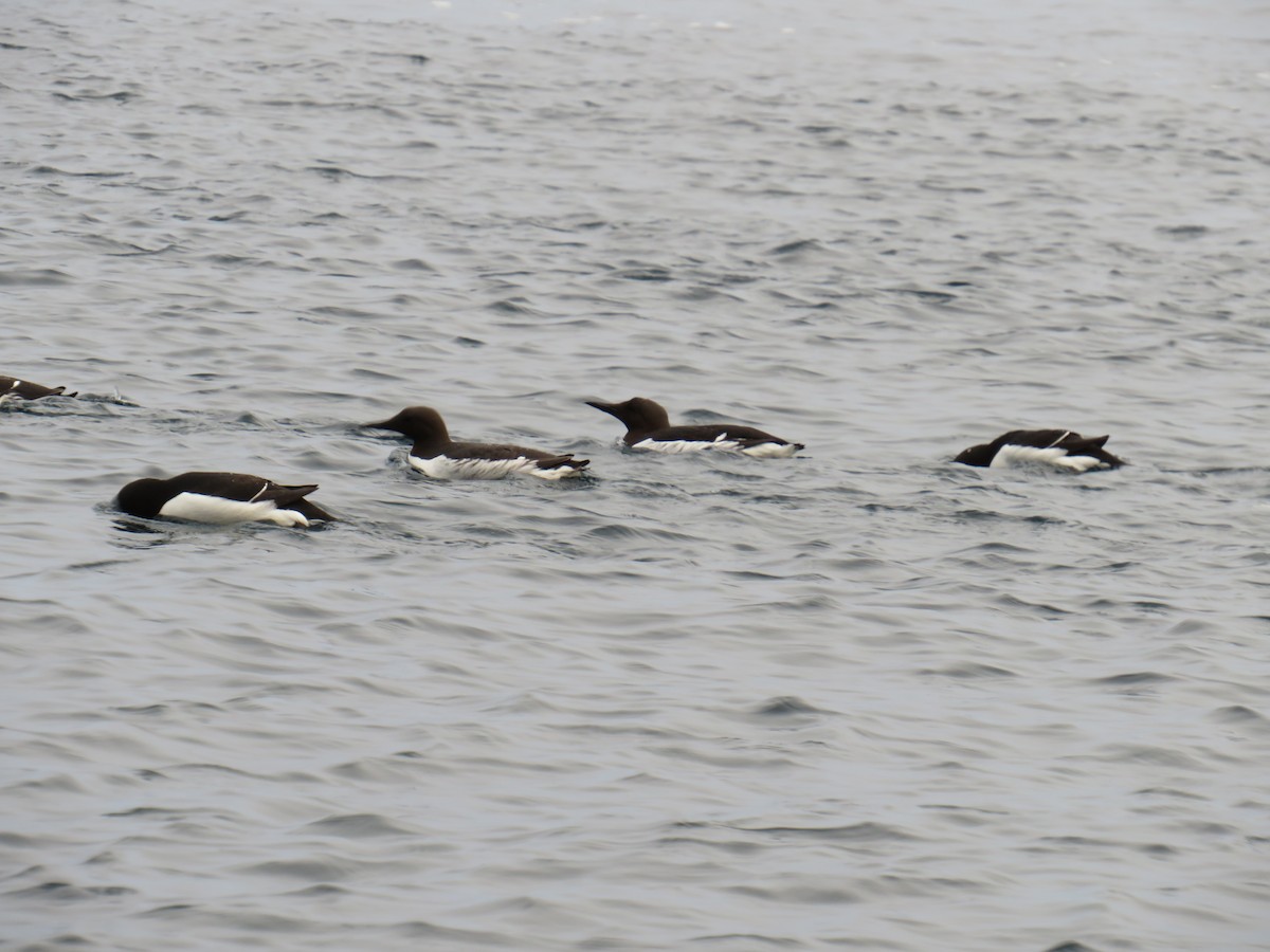 Common Murre - Sally Bergquist