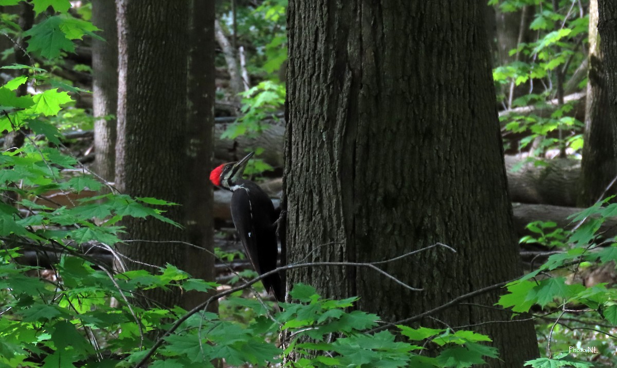 Pileated Woodpecker - Nathalie L. COHL 🕊