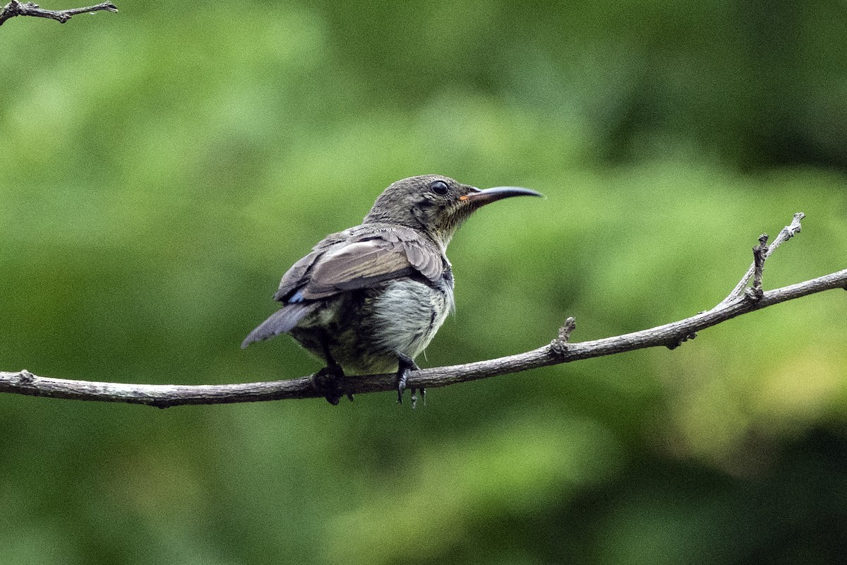 Van Hasselt's Sunbird - Wachara  Sanguansombat