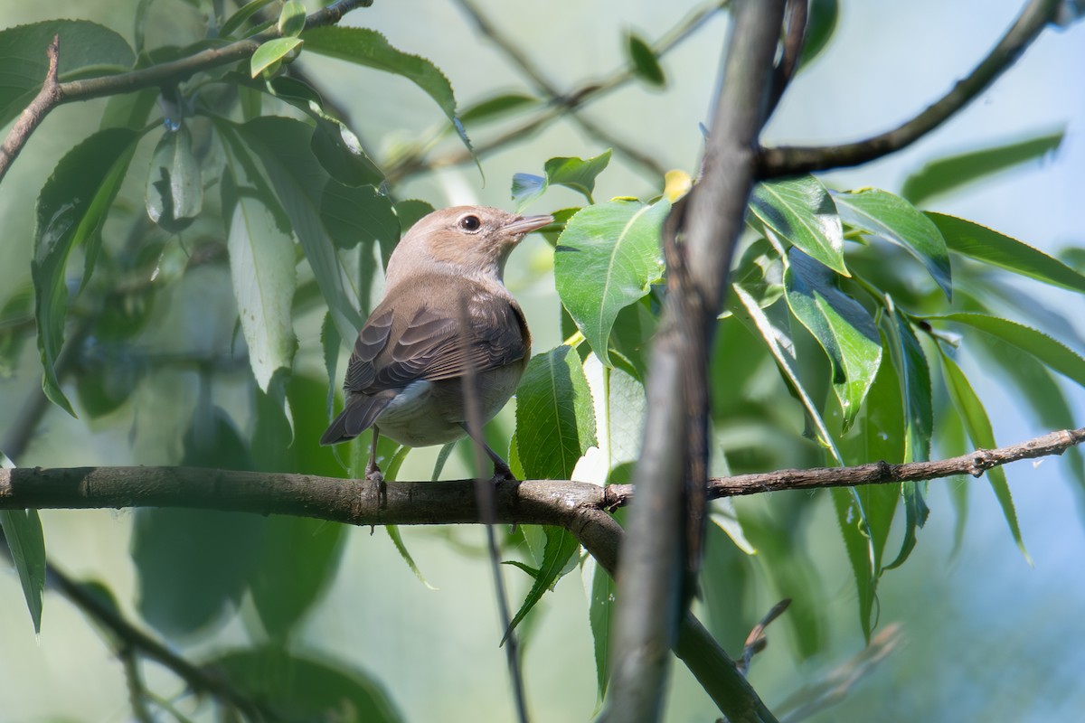 Garden Warbler - Denys Shandar