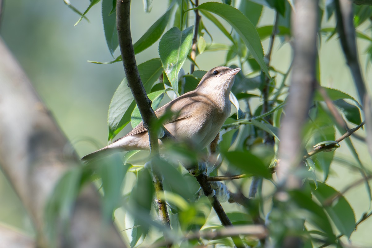 Garden Warbler - Denys Shandar