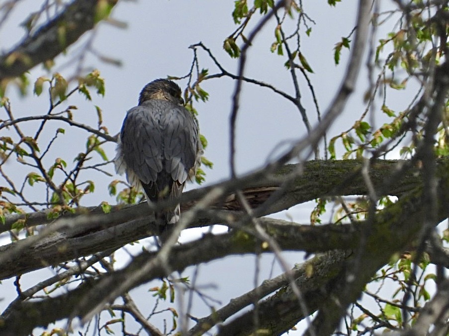 Merlin - Rosanne Petrich