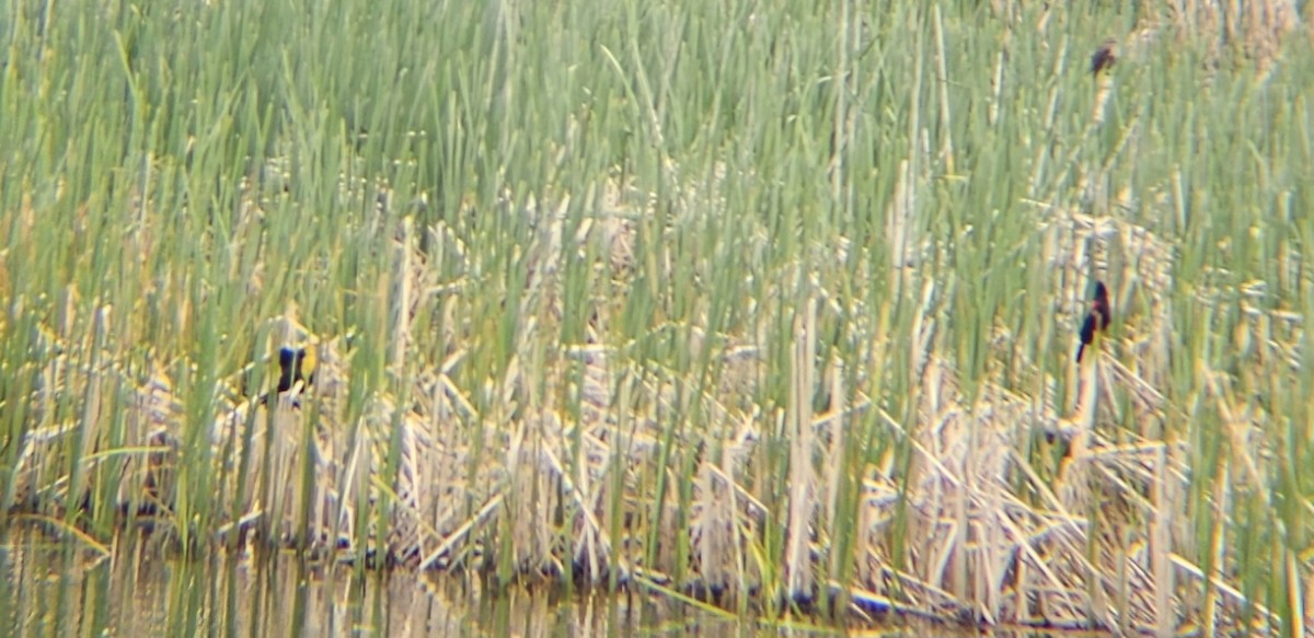 Yellow-headed Blackbird - ML618891808