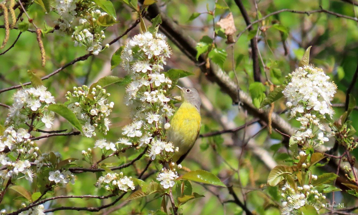 Nashville Warbler - Nathalie L. COHL 🕊