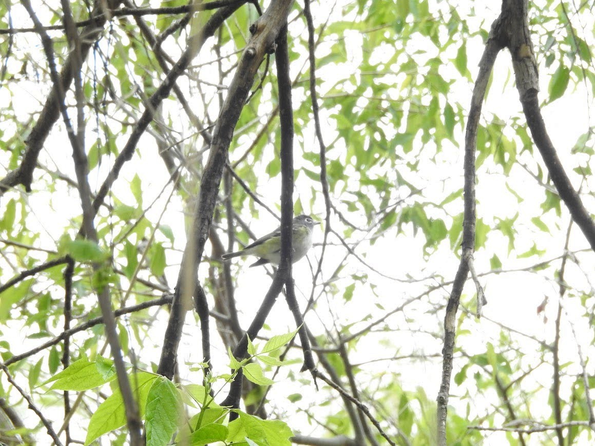 Vireo Solitario - ML618891813