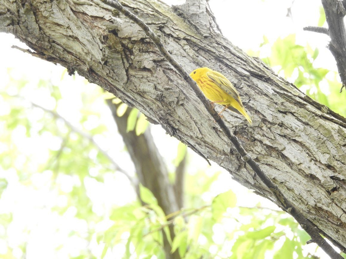 Paruline jaune - ML618891825