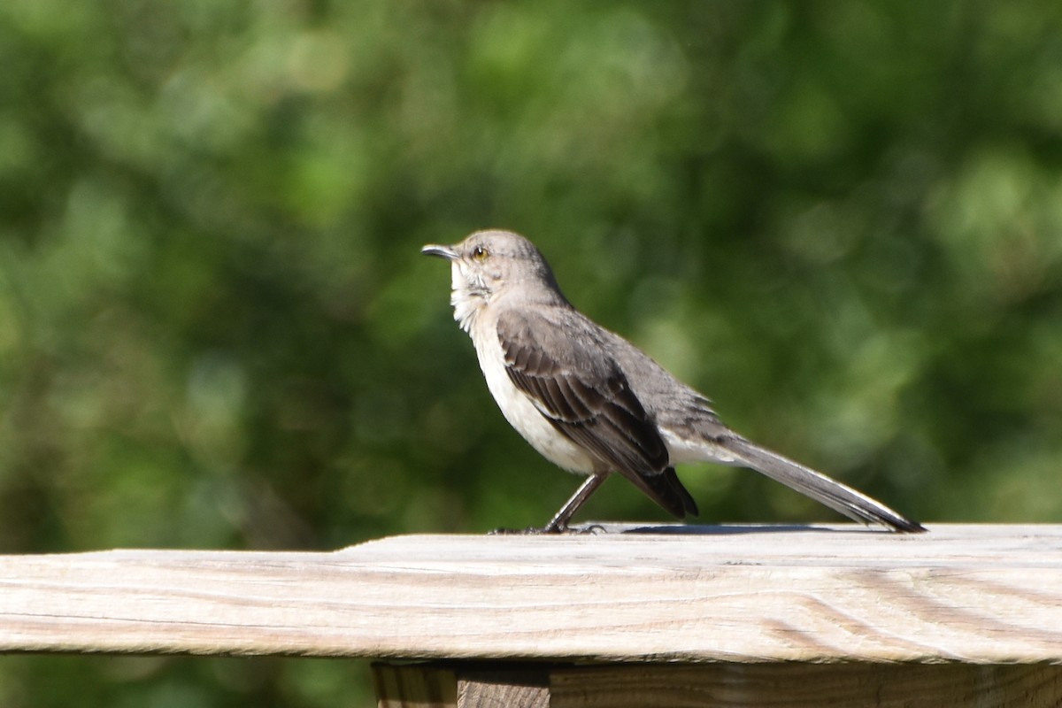 Northern Mockingbird - ML618891826