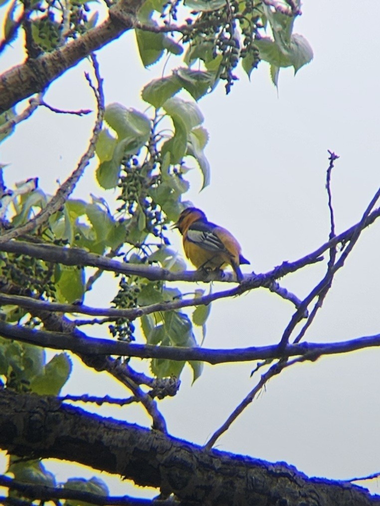 Bullock's Oriole - ML618891828