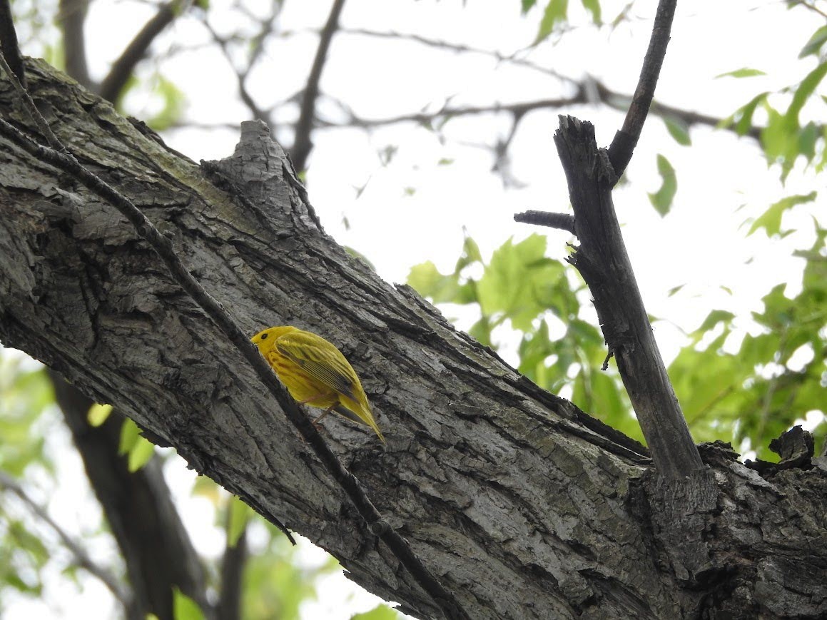 Yellow Warbler - ML618891832