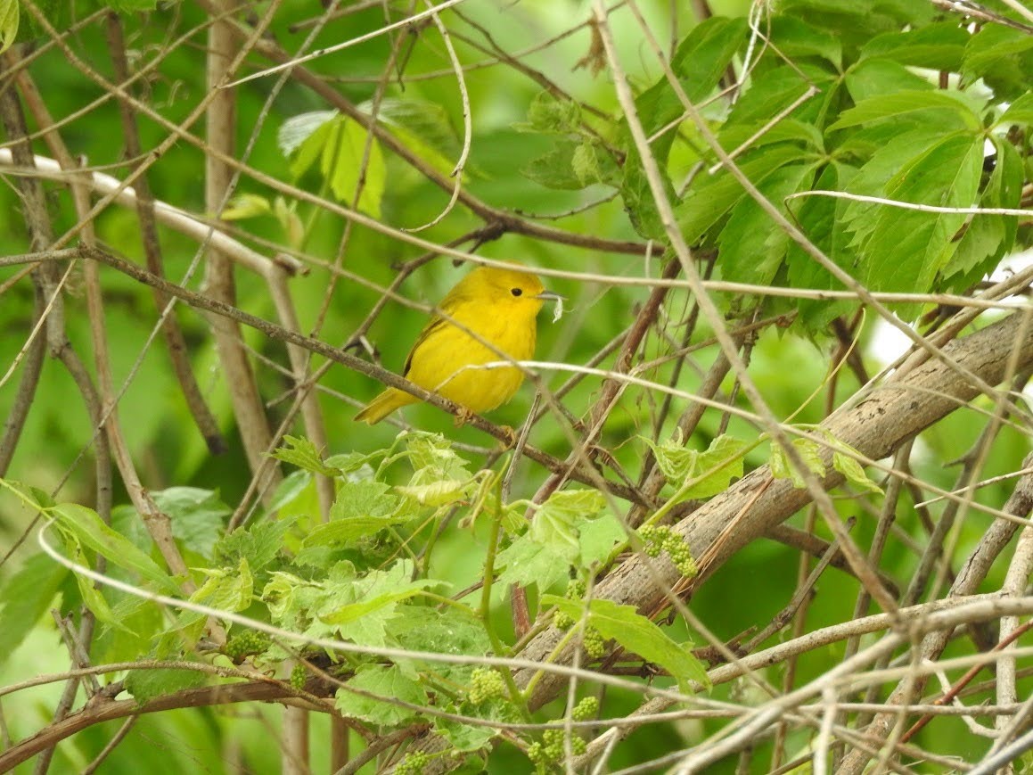 Paruline jaune - ML618891840