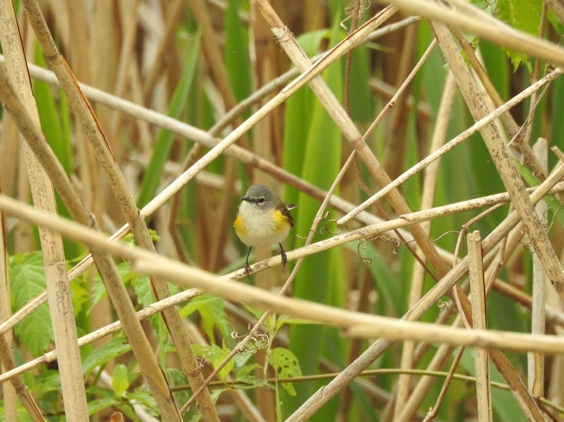 American Redstart - ML618891843