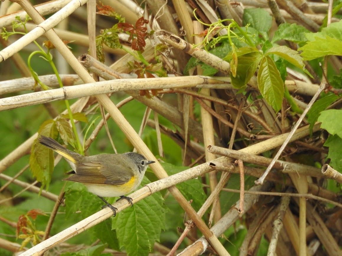 Rotschwanz-Waldsänger - ML618891844