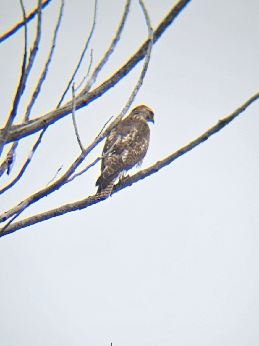 Red-tailed Hawk - ML618891857