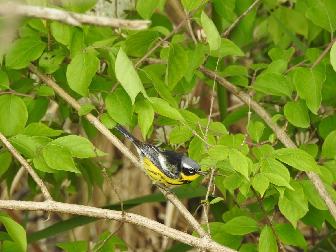 Magnolia Warbler - Shannon Kane