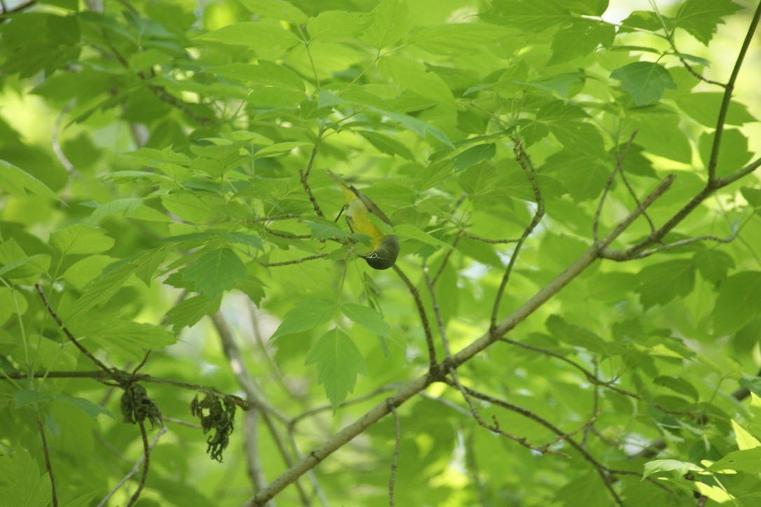 Nashville Warbler - DOUGLAS HANSELL