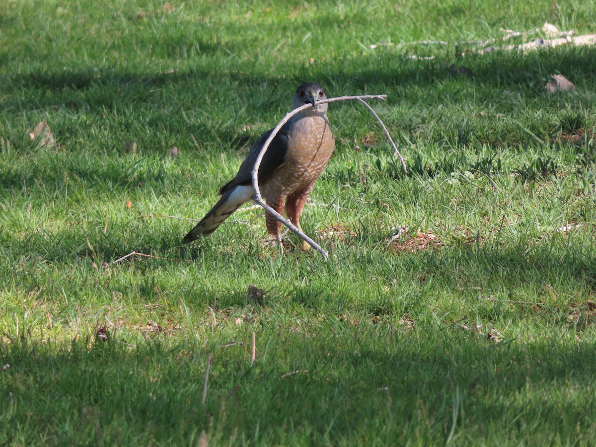 Cooper's Hawk - ML618891891