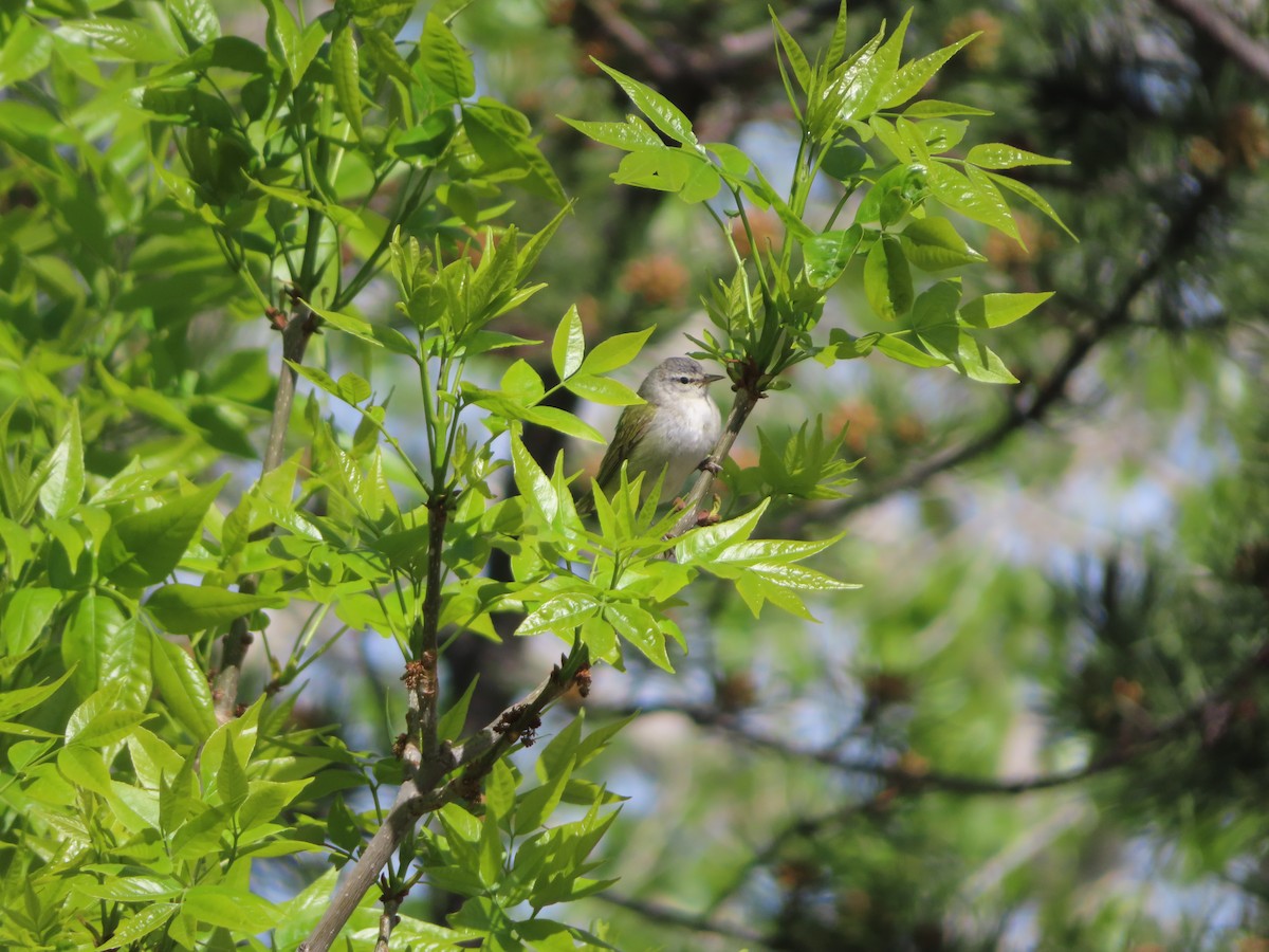 Tennessee Warbler - carolyn spidle