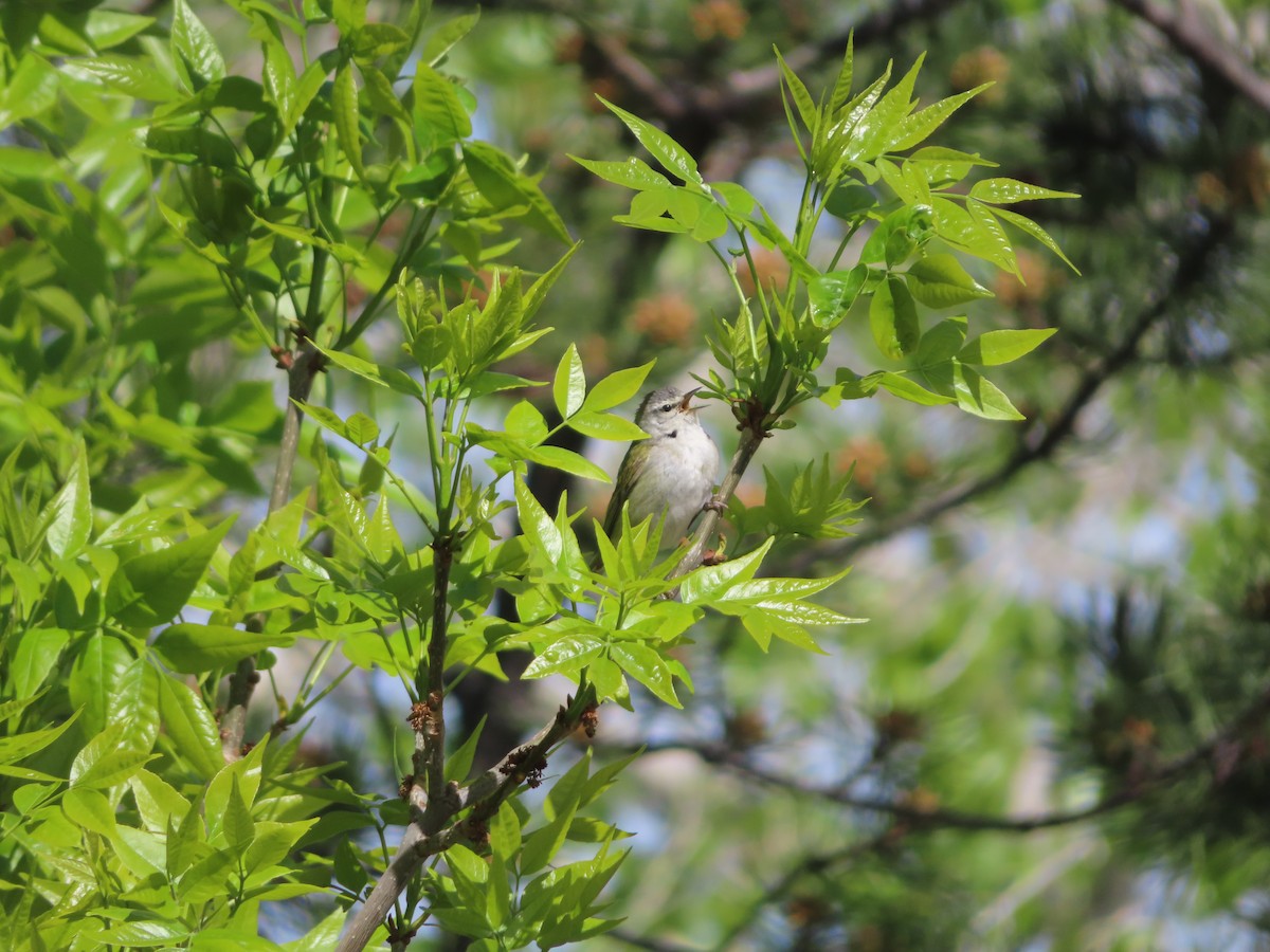 Tennessee Warbler - carolyn spidle
