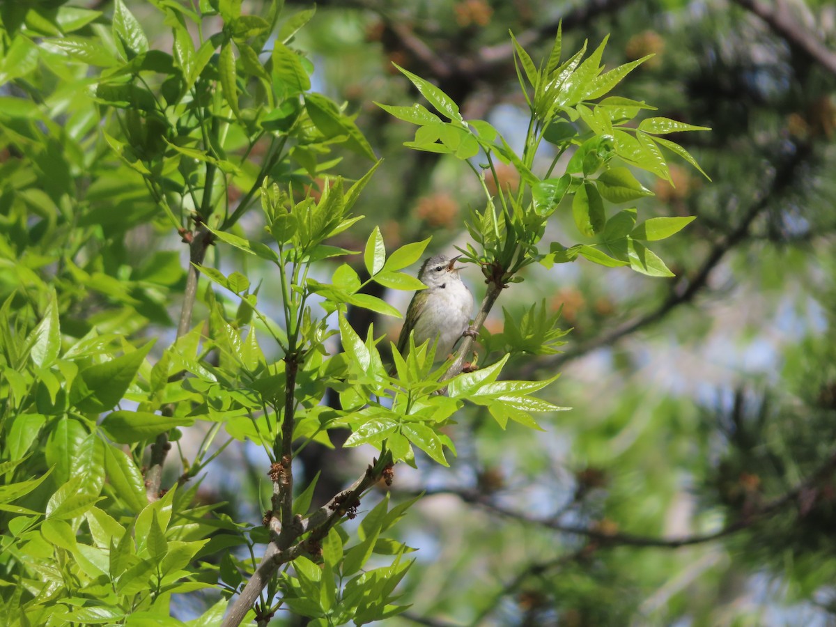 Tennessee Warbler - ML618891895