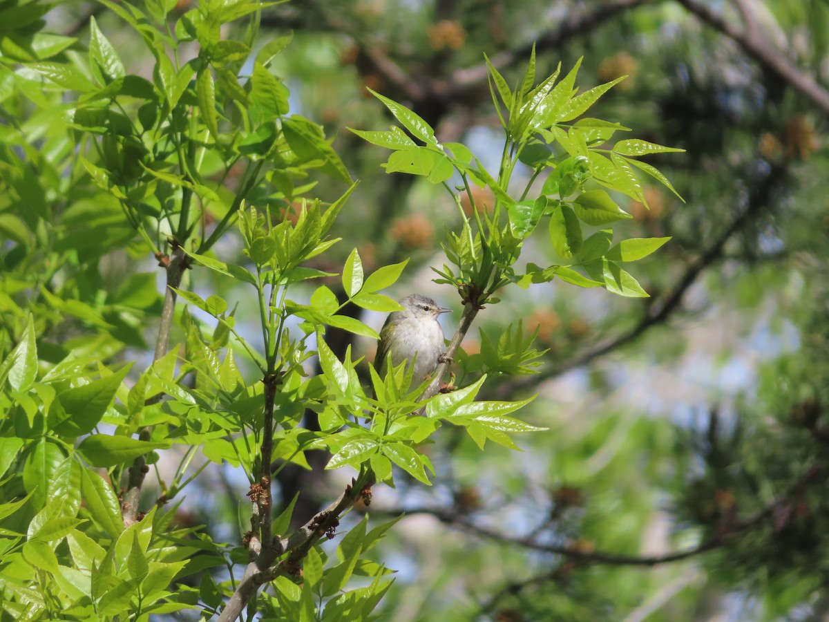 Tennessee Warbler - carolyn spidle