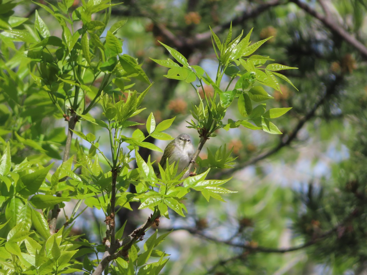 Tennessee Warbler - carolyn spidle