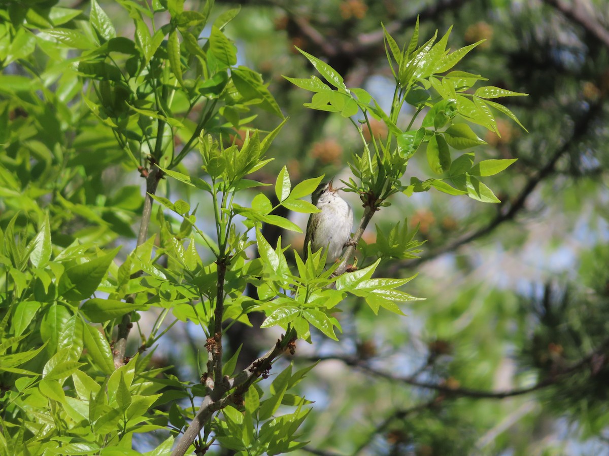 Tennessee Warbler - ML618891898